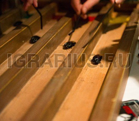 Тараканьи бега