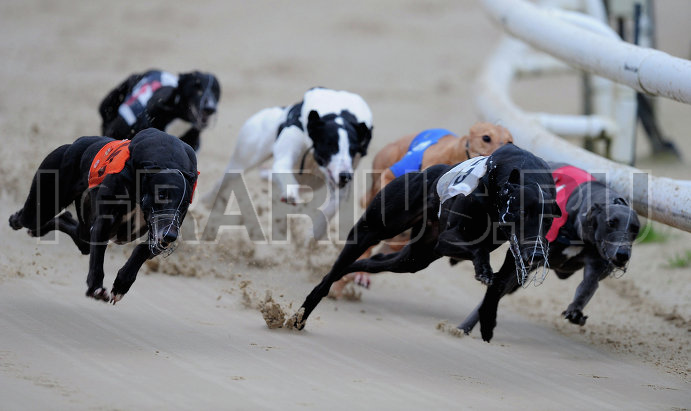 Собачьи бега