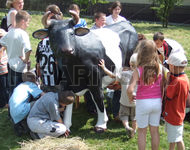 Лимонадная корова