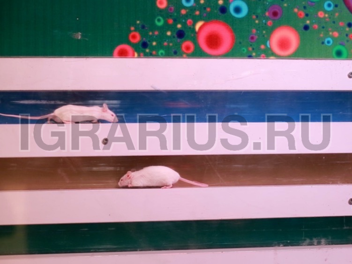 Казино Мышиные бега