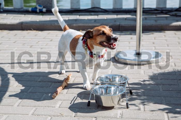 Мастер класс Аксессуары для домашних животных